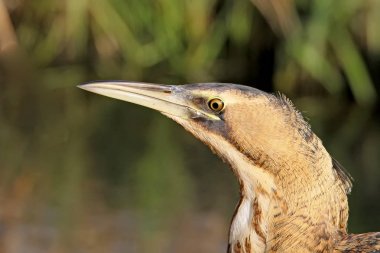 Görünümü kadar oh bayağı Balaban başkanı kapat