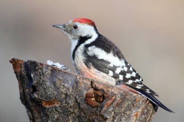 Ekstra sıcak gün ışığına benekli ağaçkakan orta portre kadar kapatın.