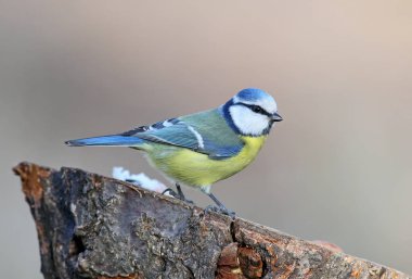 Olağandışı ilave yakın çekim sıcak gün ışığına Mavi baştankara portresi