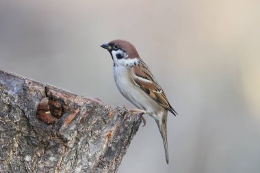 Olağandışı ilave yakın çekim sıcak sabah ışık serçe portresi.
