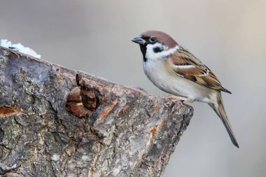 Olağandışı ilave yakın çekim sıcak sabah ışık serçe portresi.