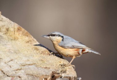 Bayağı sıvacı kuşu portresi alışılmadık ilave yakından