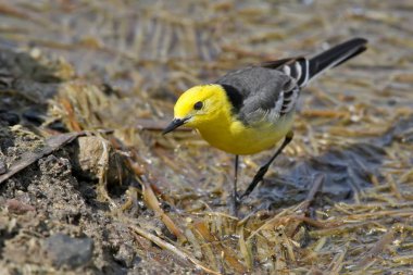  Sitrin kuyruksallayan (Motacilla citreola)