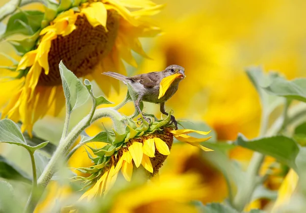 Sparrow With a leaf of sunflower in its beak — Stock Photo, Image
