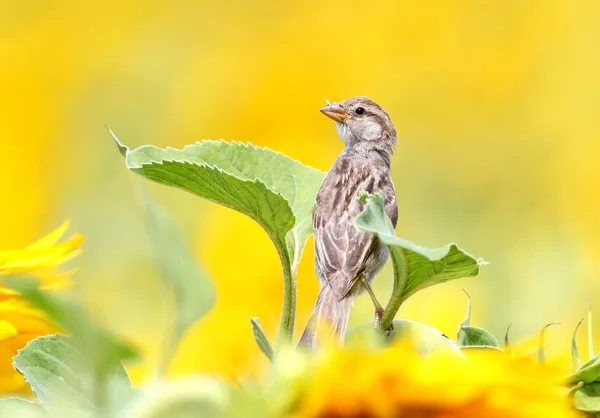 Nahaufnahme Porträt des jungen Sperlings auf Sonnenblume. — Stockfoto