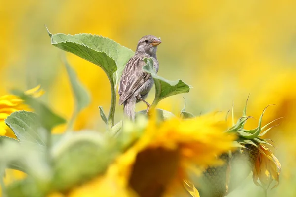 Portrait rapproché du jeune moineau sur tournesol . — Photo