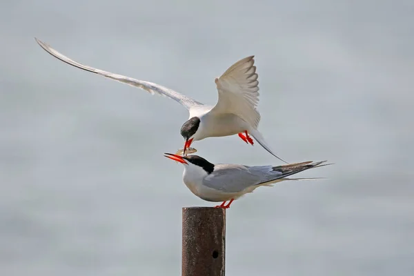 Common tern ritual feeding in the air — Stock Photo, Image