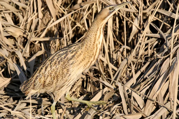 Büyük Balaban portre kadar kapatın