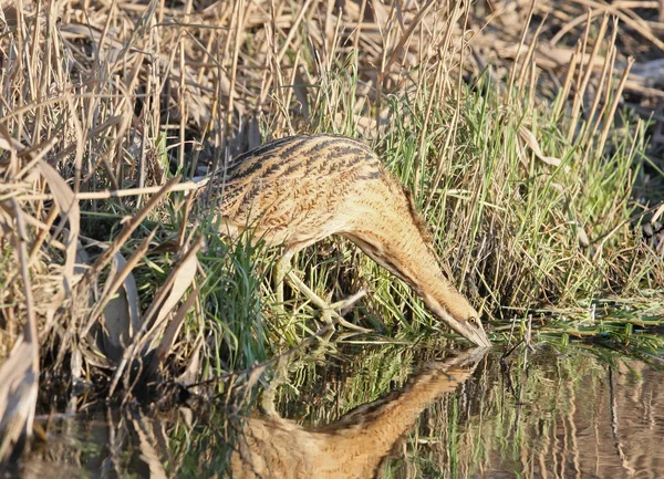Great bittern drink a water. — Stock Photo, Image