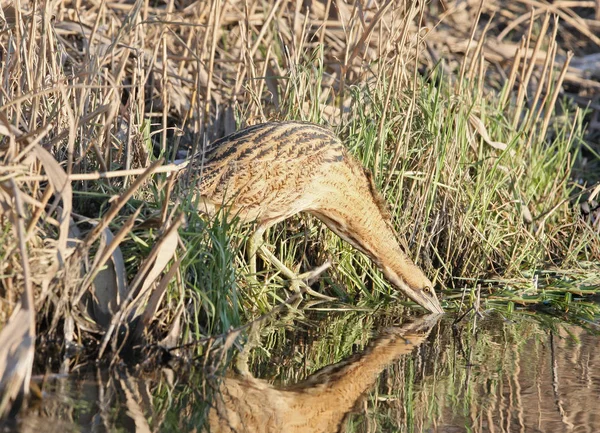 Rohrdommel trinkt ein Wasser. — Stockfoto