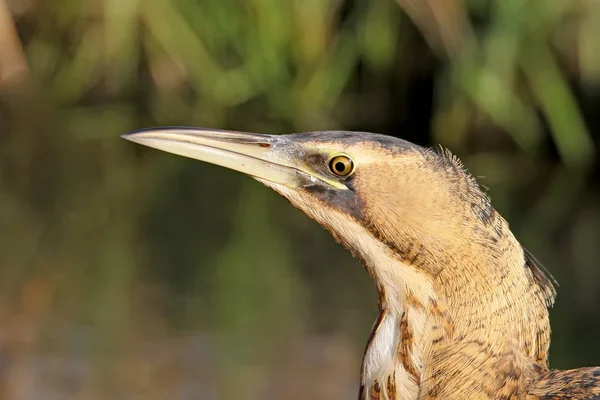 Görünümü kadar oh bayağı Balaban başkanı kapat