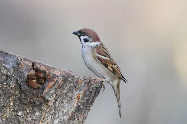 Olağandışı ilave yakın çekim sıcak sabah ışık serçe portresi.