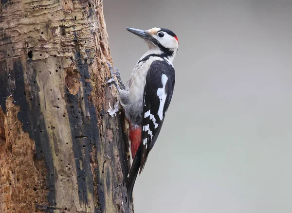 Log üzerinde erkek alaca ağaçkakan