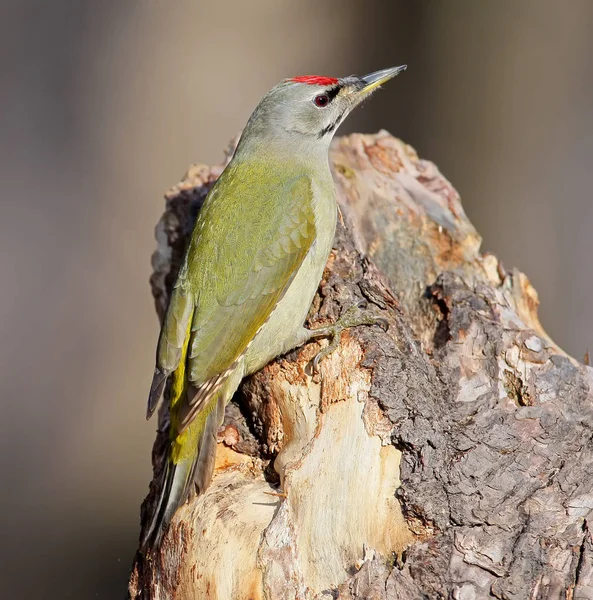 Ekstra sıcak sabah ışık gri ağaçkakan portresi kadar kapatın.