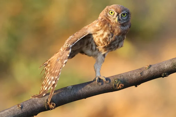 Un pequeño búho sentado en una rama especial y posando para el fotógrafo . —  Fotos de Stock