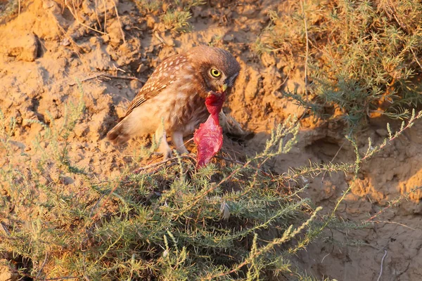 Цыпленок совы ест мясо — стоковое фото