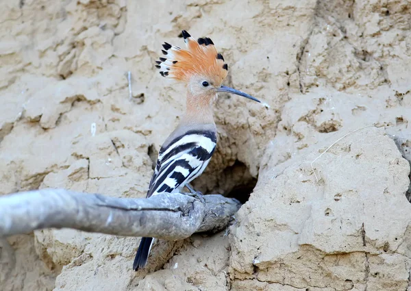One hoopoe with open crest on branch close up — Stock Photo, Image