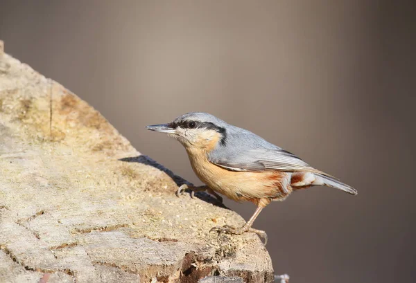 Bayağı sıvacı kuşu portresi alışılmadık ilave yakından