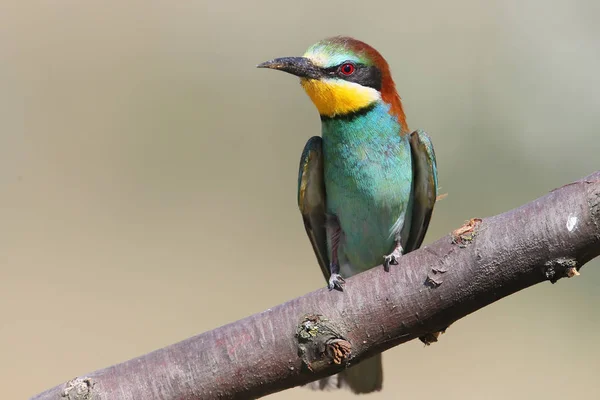 Europejskich bee eater siedzi na gałęzi — Zdjęcie stockowe