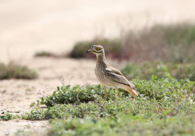 The stone curlew In the natural habitat. clipart