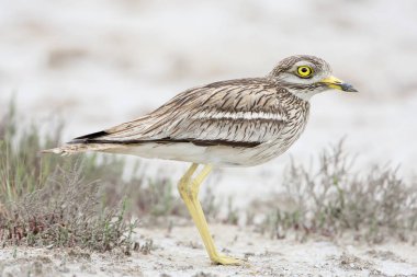 The stone curlew In the natural habitat close up portrait. clipart