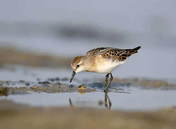 Küçük kuşu (Calidris minuta) kıyıda besleme. Yumuşak sabah ışık.