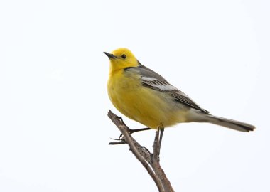 Sitrin kuyruksallayan (Motacilla citreola) yakın çekim üzerinde koyu beyaz izole