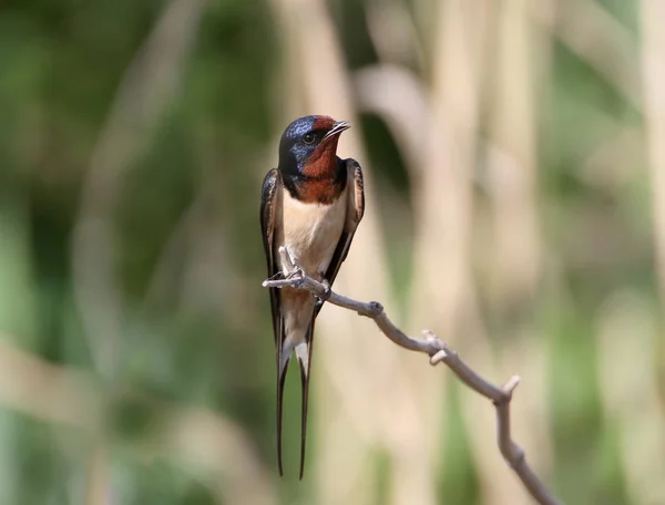 One barn swallow sits on the reed. — Stock Photo, Image
