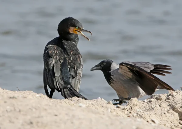 Scène inhabituelle de lutte entre cormoran commun et corbeau gris . — Photo