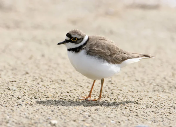 Halkalı cılıbıt portresi kapatın 