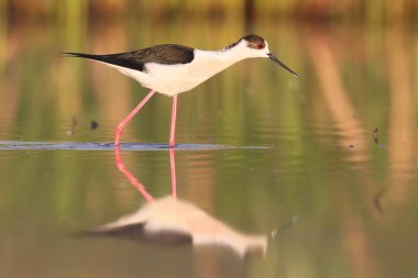 Tepedeki su yansıma yumuşak sabah ışık ile siyah kanatlı