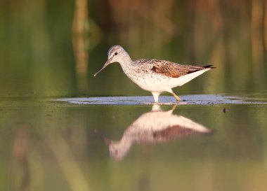 Yumuşak sabah ışık ortak greenshank (Tringa nebularia).