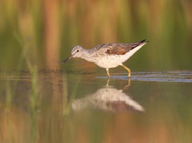 Yumuşak sabah ışık ortak greenshank (Tringa nebularia).