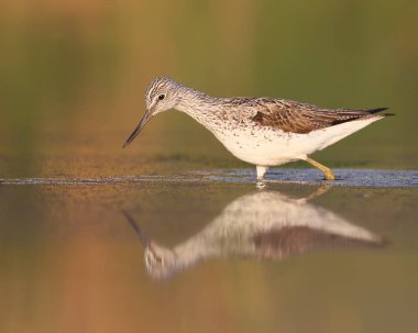 Yumuşak sabah su yansıması ile hafif ortak greenshank (Tringa nebularia)