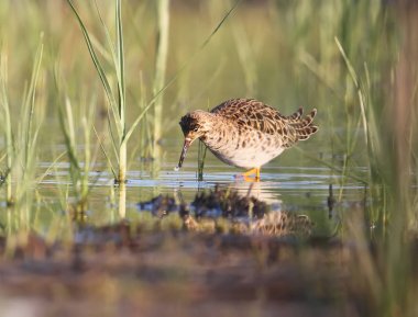 Su bitkileri yumuşak sabah ışık çevrili ruff (Calidris pugnax)