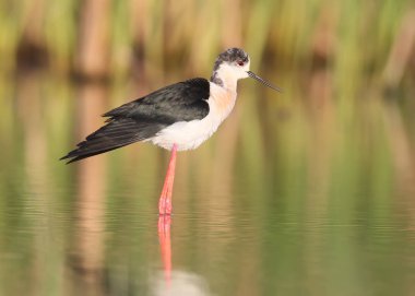 Tepedeki su yansıma yumuşak sabah ışık ile siyah kanatlı