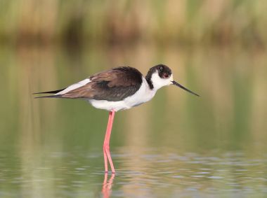 Siyah erkek yakın kanatlı Uzunbacak su yansıma yumuşak sabah ışık ile