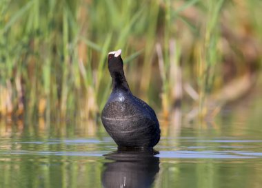 Close up portrait  eurasian coot with water reflection