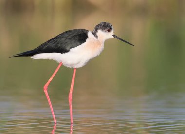 Yakın siyah kanatlı Uzunbacak su yansıma yumuşak sabah ışık ile