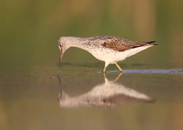 The common greenshank (Tringa nebularia) in soft morning light with water reflection — Stock Photo, Image