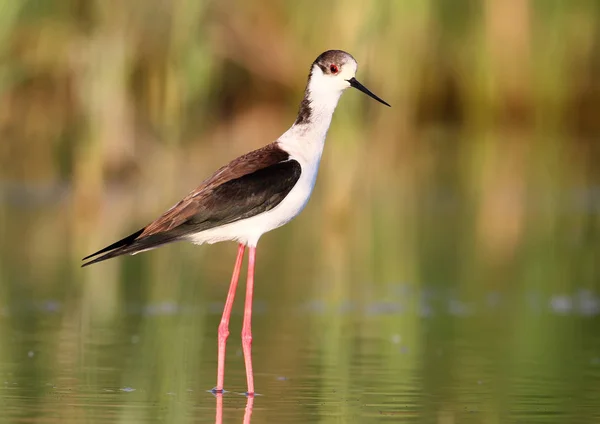 Black winged stilt z woda reflection w ranek miękkie światło — Zdjęcie stockowe