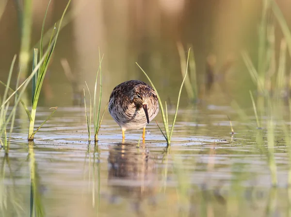 The ruff (Calidris pugnax) surrounded by aquatic plants in soft morning light — Stock Photo, Image