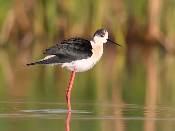 Black winged stilt z woda reflection w ranek miękkie światło — Zdjęcie stockowe