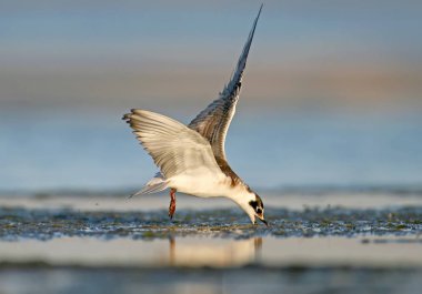 Uçuşta besleme genç bıyıklı sumru (Chlidonias boş)