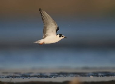 Genç bıyıklı sumru (Chlidonias boş)  