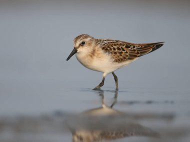 Kıyıda besleme küçük kuşu (Calidris minuta).