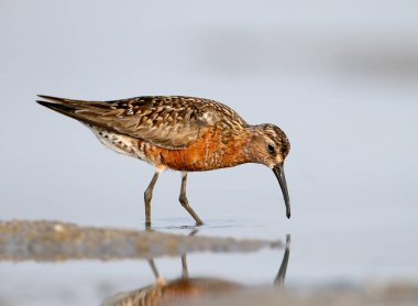 Kızıl kum kuşu (Calidris ferruginea)