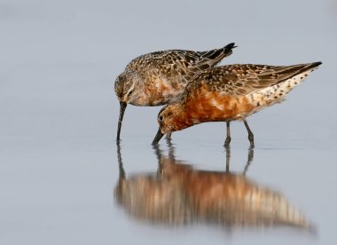 İki Kızıl kum kuşu (Calidris ferruginea)