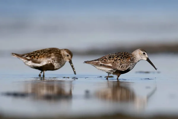 Ein Alpenstrandläufer-Paar, das sich am Ufer ernährt. — Stockfoto