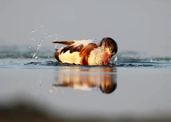 水で泳ぐ若いツクシガモ — ストック写真